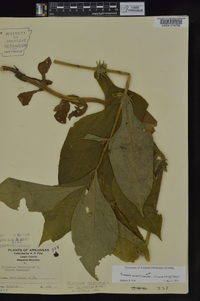 Triosteum aurantiacum var. illinoense image