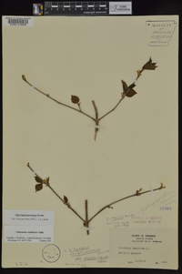 Viburnum bracteatum image