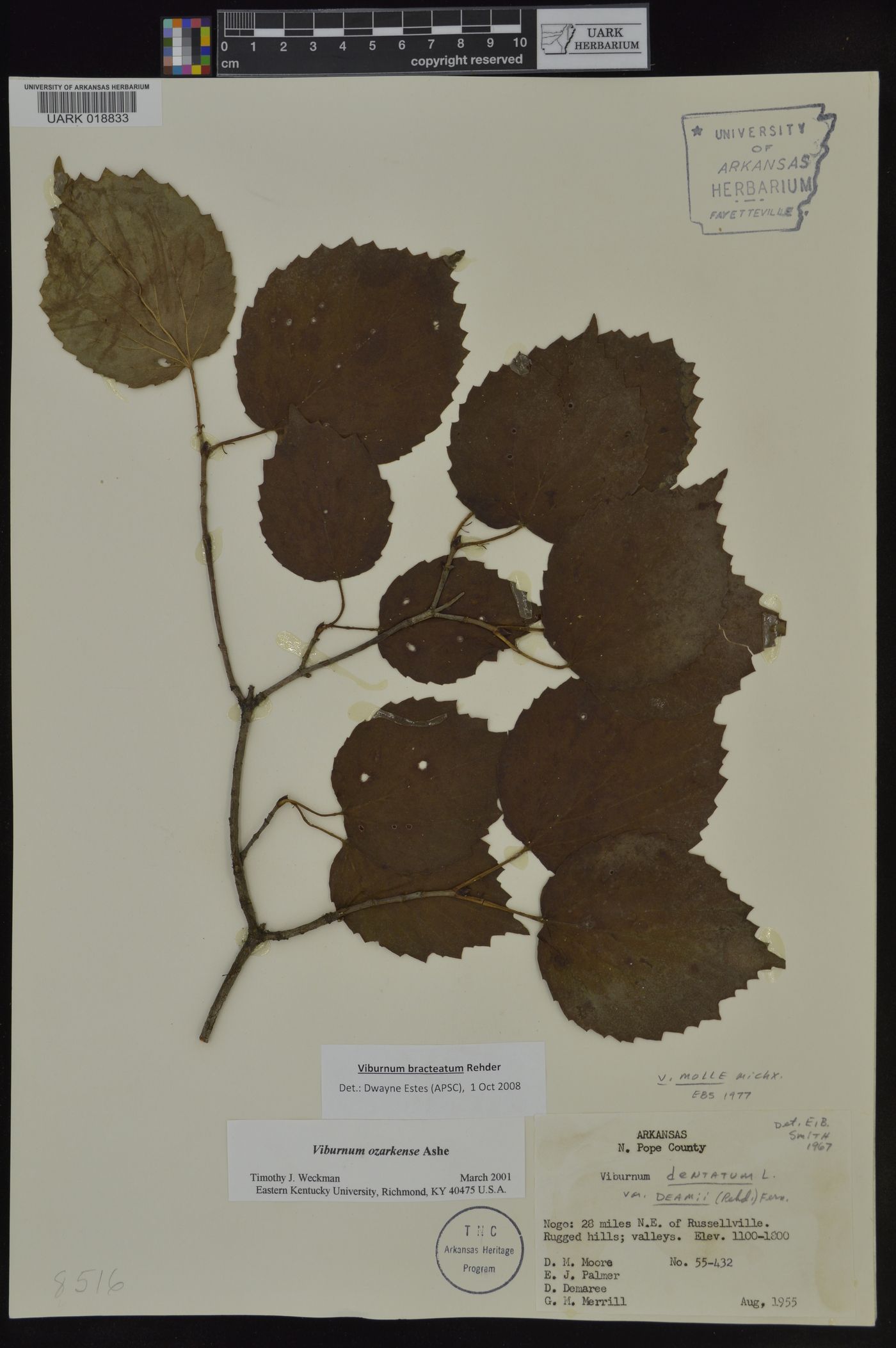 Viburnum bracteatum image