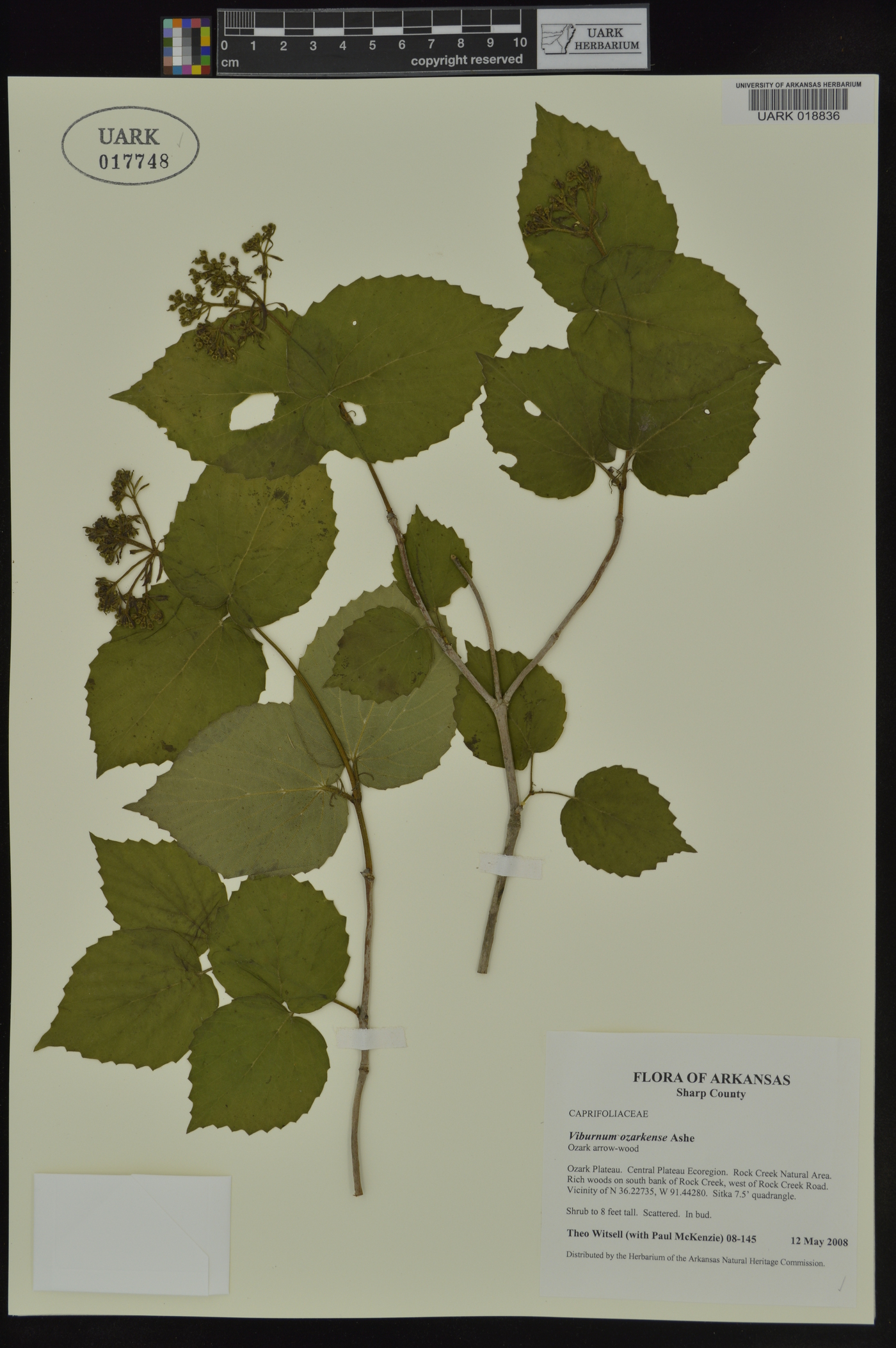 Viburnum bracteatum image