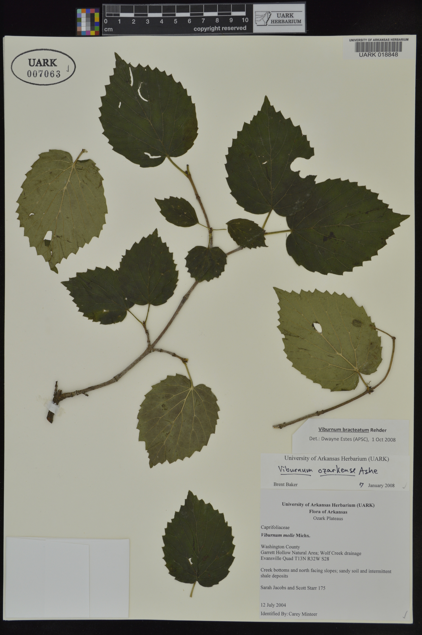 Viburnum bracteatum image