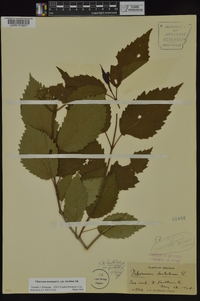 Viburnum dentatum var. lucidum image