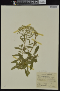 Eupatorium semiserratum image