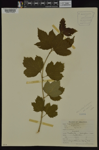 Viburnum opulus image