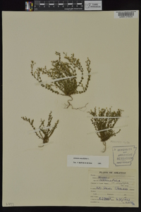 Arenaria serpyllifolia image