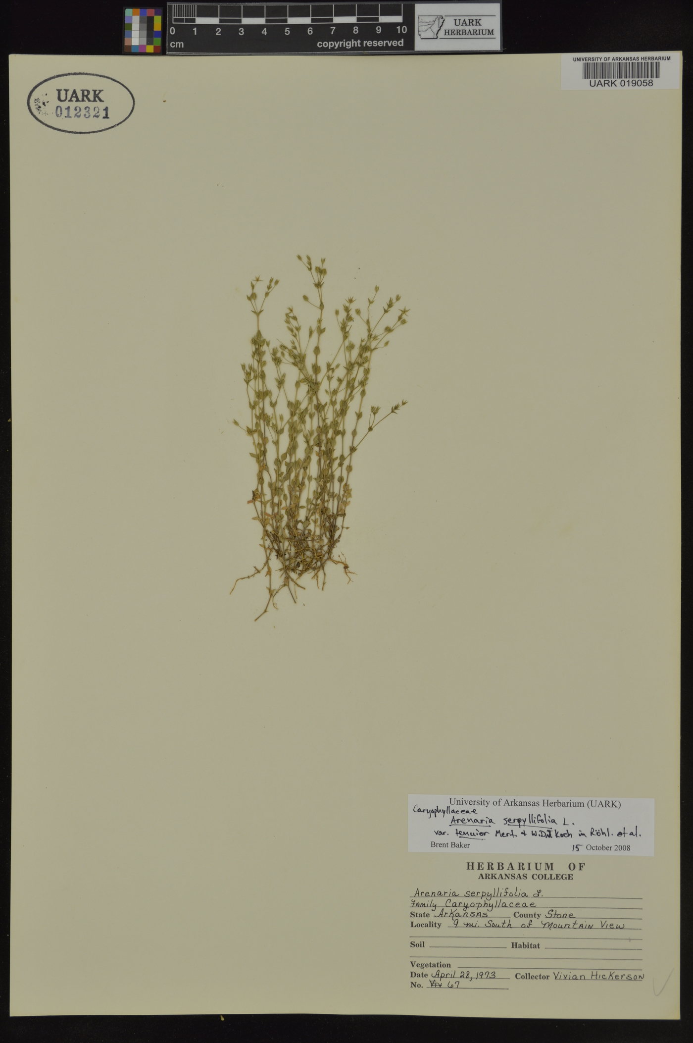 Arenaria serpyllifolia var. tenuior image