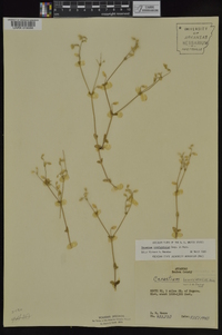 Cerastium brachypetalum image