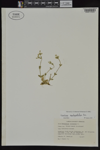 Cerastium brachypetalum image