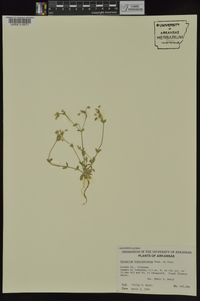 Cerastium brachypetalum image