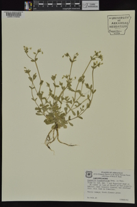 Cerastium brachypetalum image