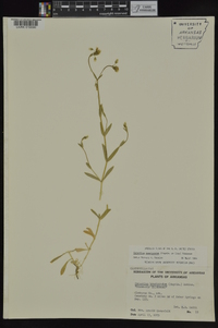 Cerastium brachypodum image