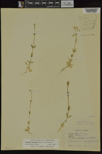 Cerastium brachypodum image