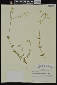 Cerastium fontanum subsp. vulgare image