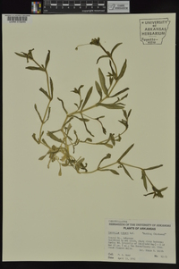 Cerastium nutans image