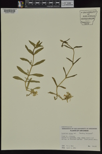 Cerastium nutans image