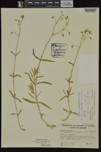 Cerastium velutinum image