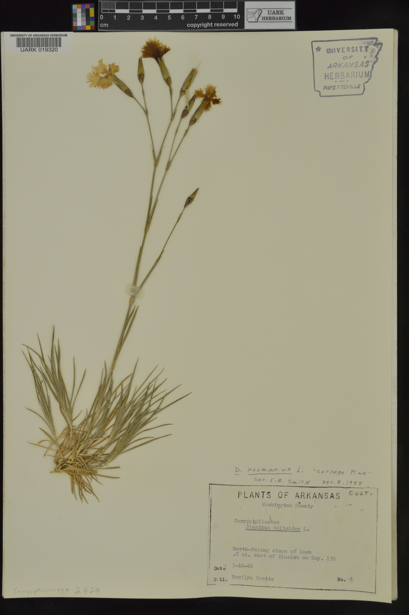 Dianthus plumarius image