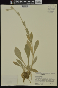 Silene coronaria image