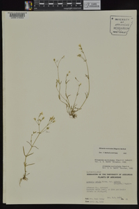 Minuartia muriculata image