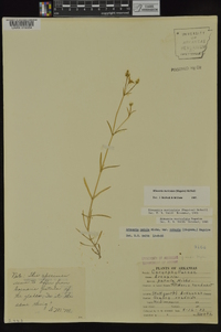 Minuartia muriculata image