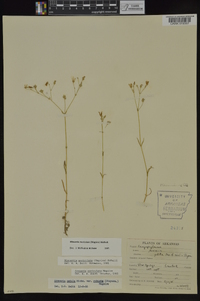 Minuartia muriculata image