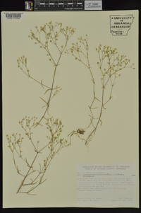 Minuartia muriculata image