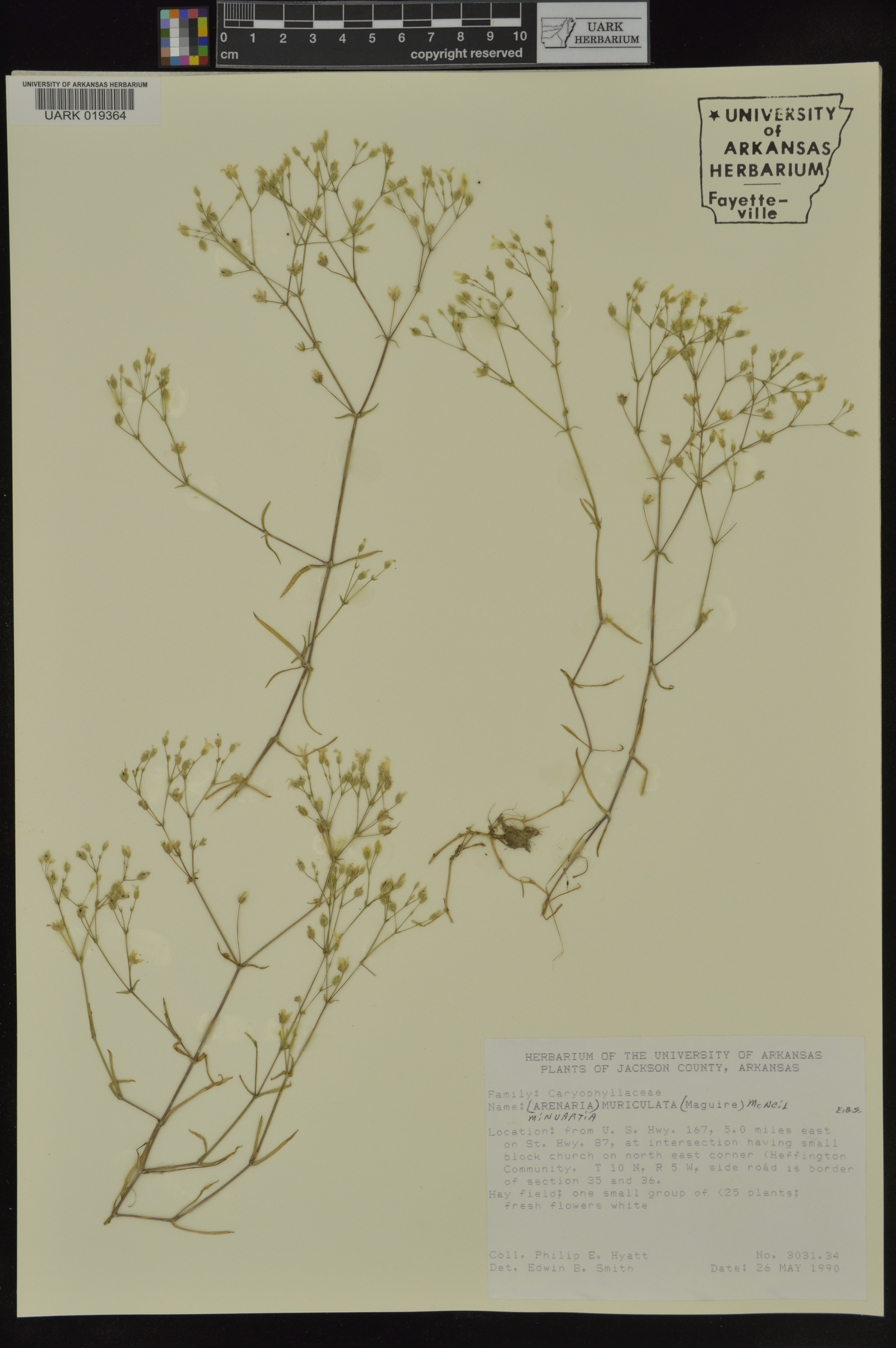 Minuartia muriculata image