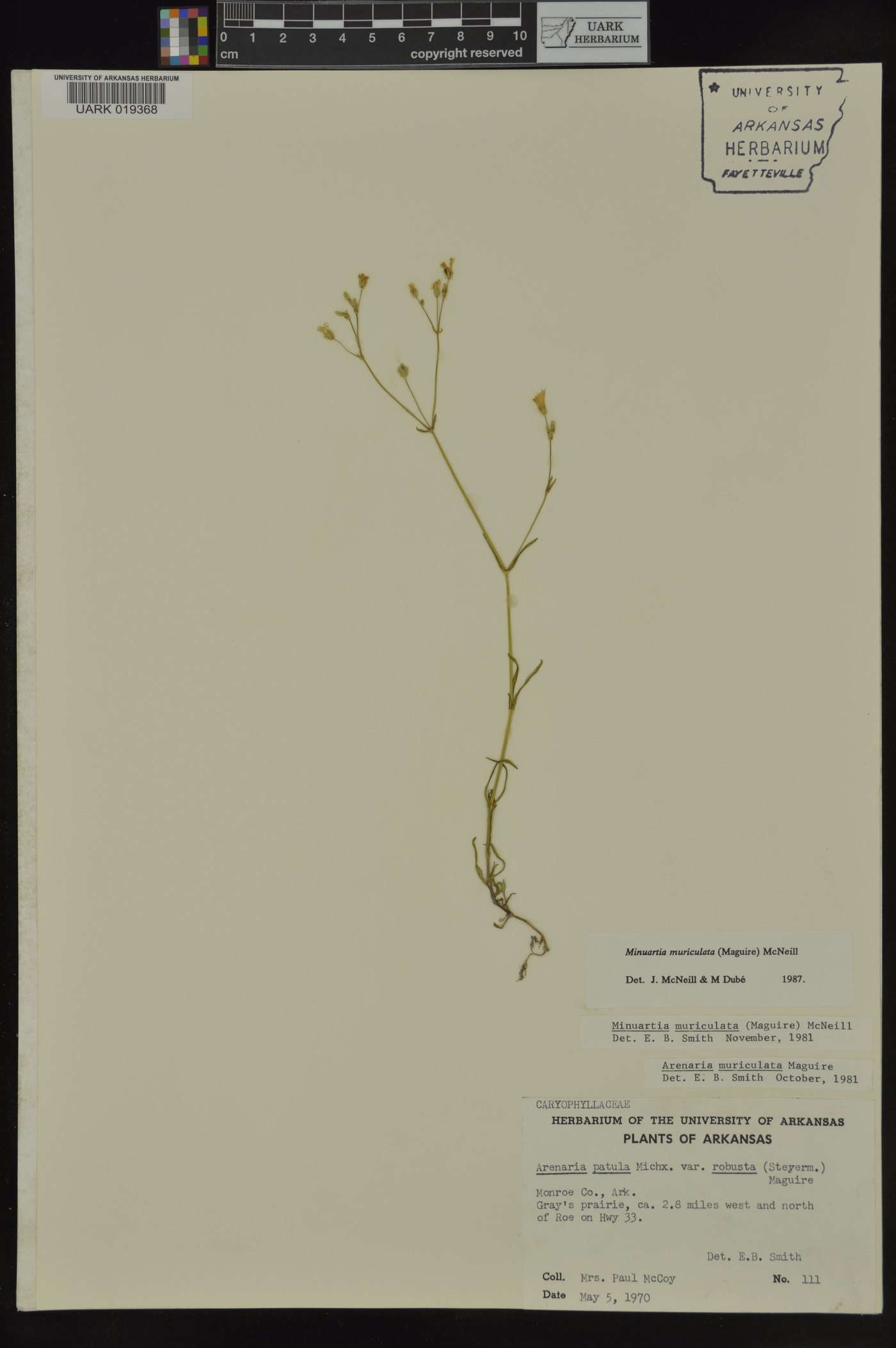 Minuartia muscorum image