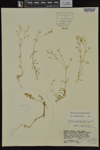 Minuartia muscorum image