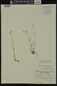 Minuartia muriculata image