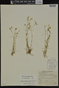 Minuartia muriculata image