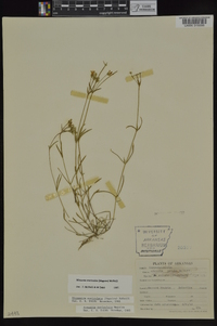 Minuartia muriculata image