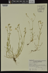 Minuartia muriculata image