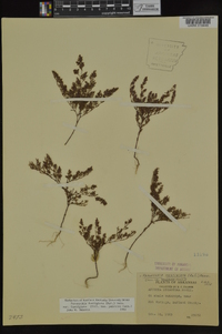 Paronychia fastigiata var. fastigiata image