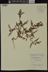 Paronychia fastigiata image