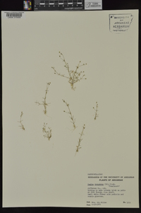 Sagina decumbens image