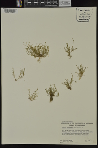 Sagina decumbens image