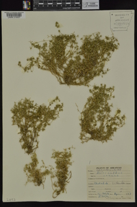 Scleranthus annuus image