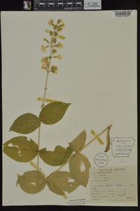 Silene ovata image