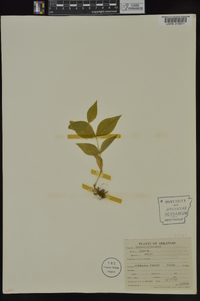 Silene ovata image