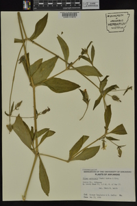 Silene latifolia image