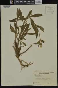 Silene latifolia image