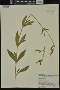 Silene latifolia image