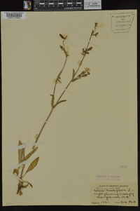 Silene latifolia image