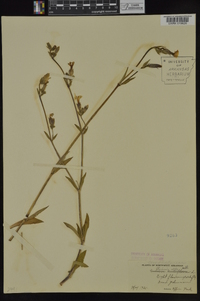 Silene latifolia image