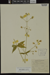 Silene stellata image