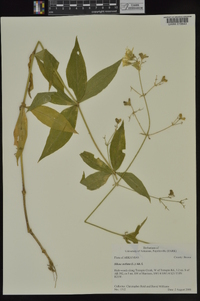 Silene stellata image