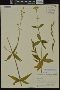 Silene stellata image