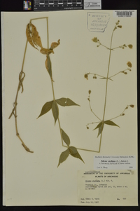 Silene stellata image