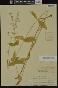 Silene stellata image